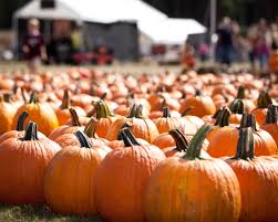Pumpkin Patch for Lions & Lambs @ Revive Church | Dry Ridge | Kentucky | United States